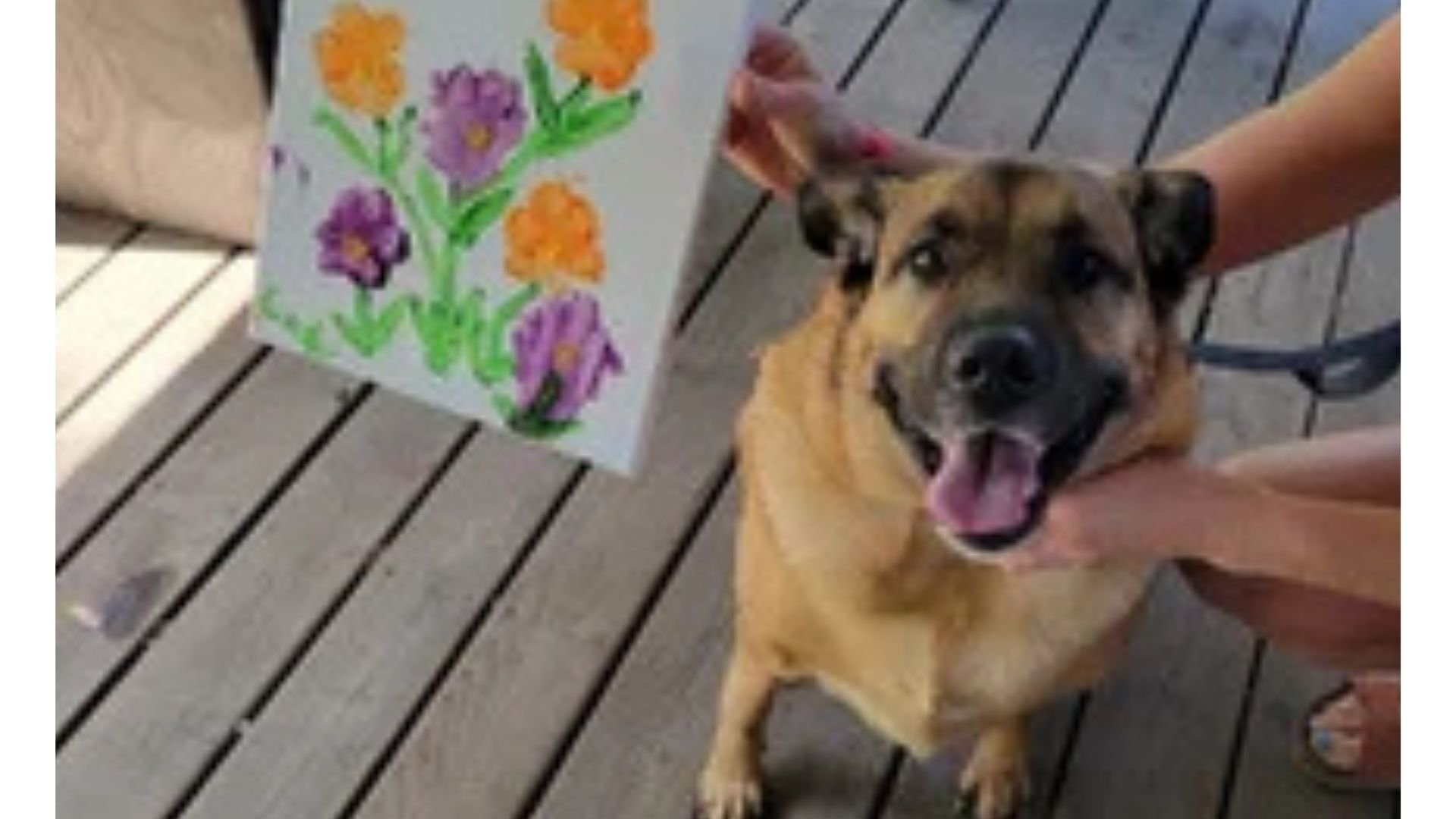 An image of a dog chilling out at Jellystone Park.