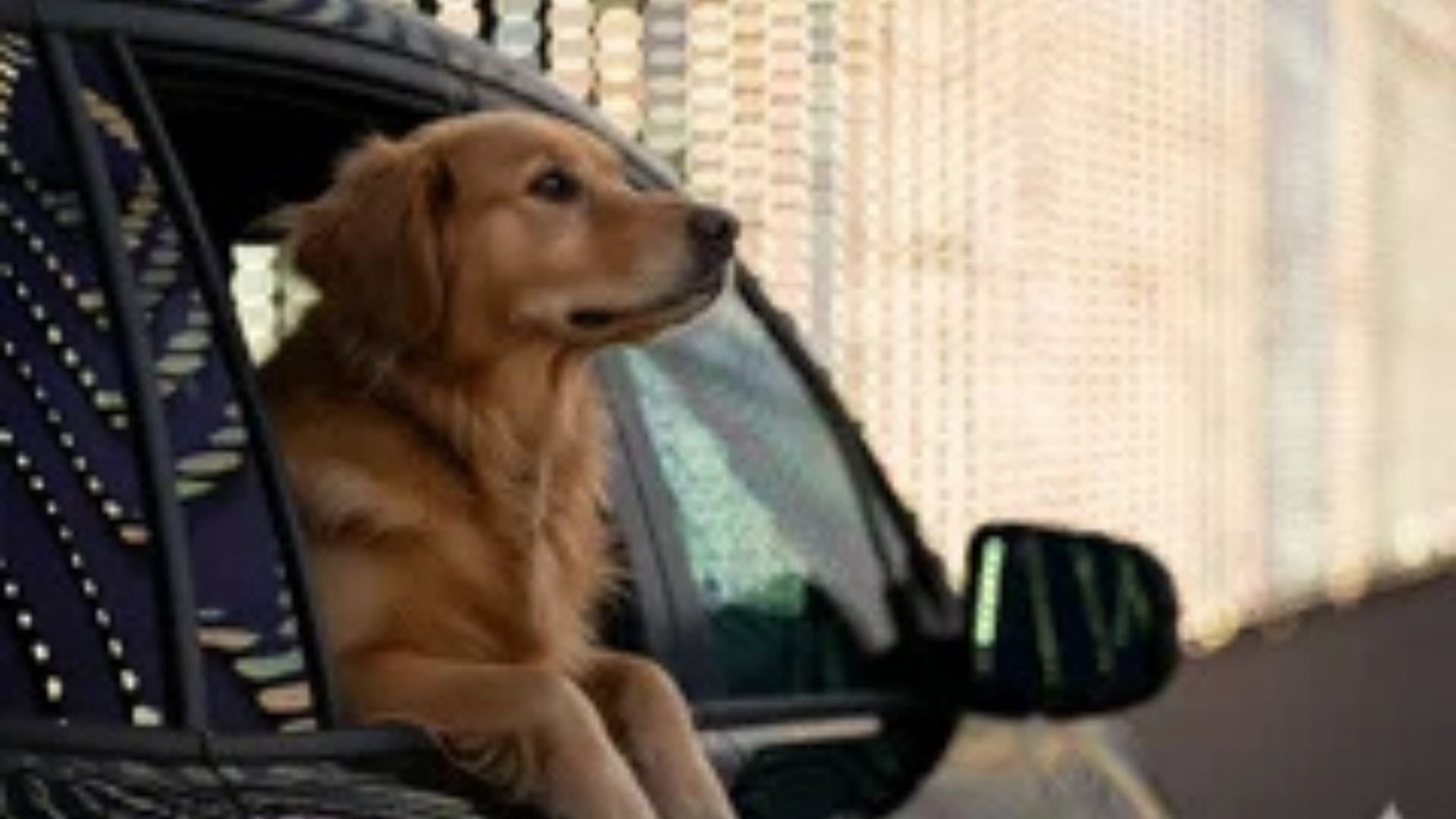 An image of a dog looking out the window of a car at Jellystone Park.