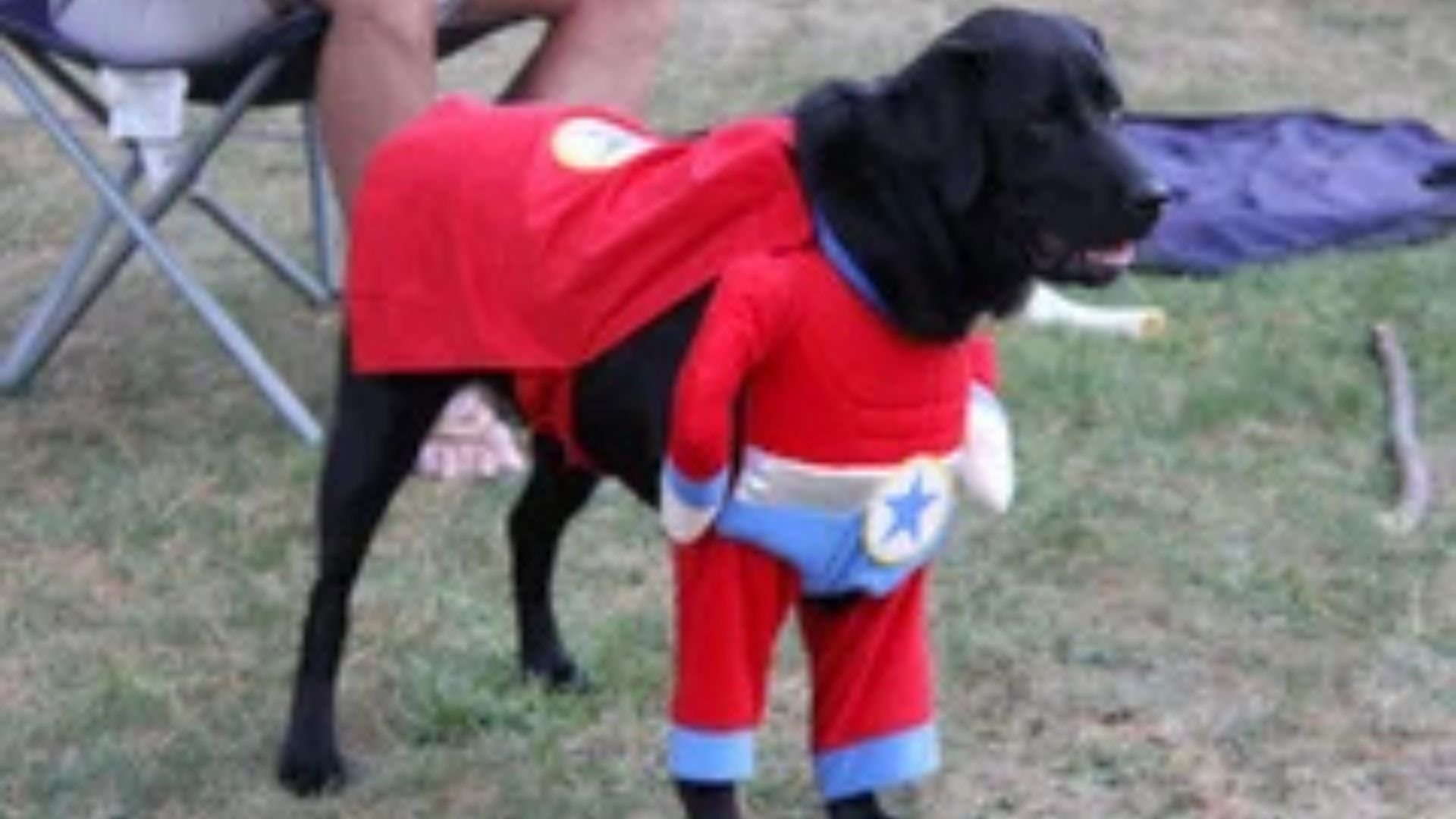 An image of a dog in a costume having fun at Jellystone Park.