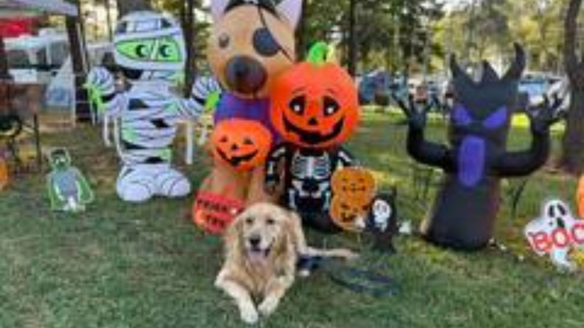 Another image of a dog at Jellystone Park having a good time.